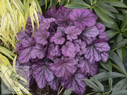 Heuchera 'Wild Rose'