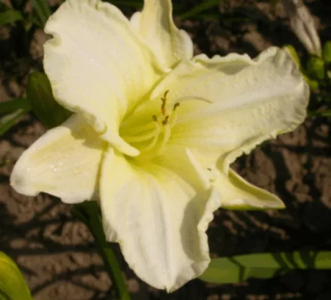 Hemerocallis 'White Temptation'