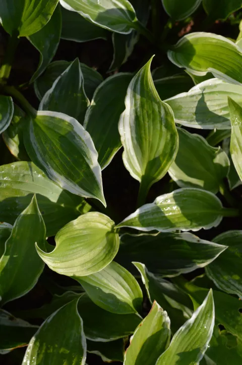 Hosta und. 'Albomarginata'