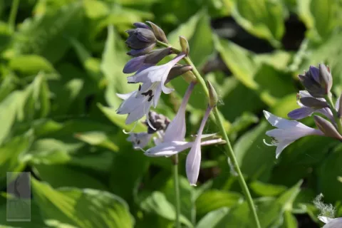 Hosta fortunei 'Albopicta' ('Aureomaculata')