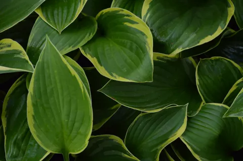 Hosta fortunei 'Aureomarginata'