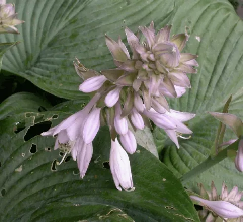 Hosta 'Blue Angel'