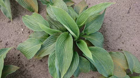 Hosta 'Blue Angel'