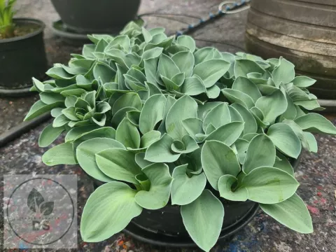 Hosta 'Blue Mouse Ears'