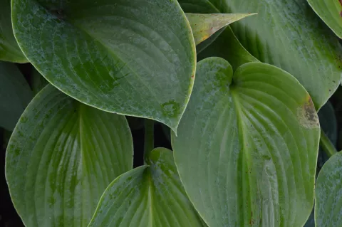 Hosta 'Canadian Blue'