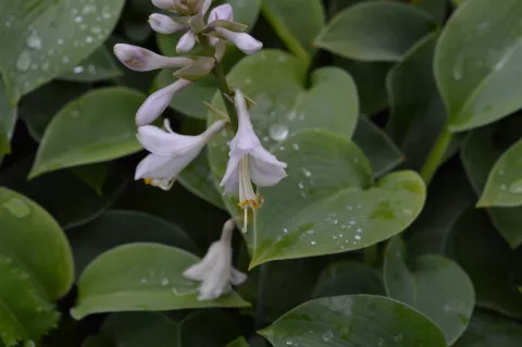 Hosta sieboldiana 'Elegans'