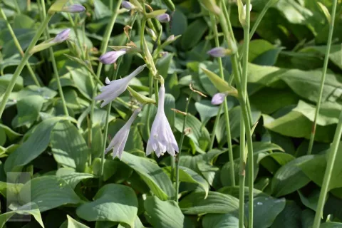 Hosta 'Fragrant Blue'