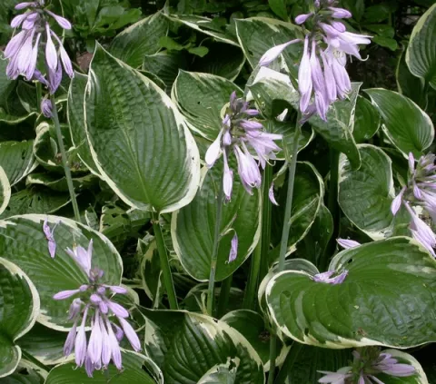 Hosta fortunei 'Francee'