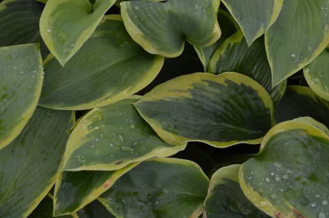 Hosta sieboldiana 'Frances Williams'