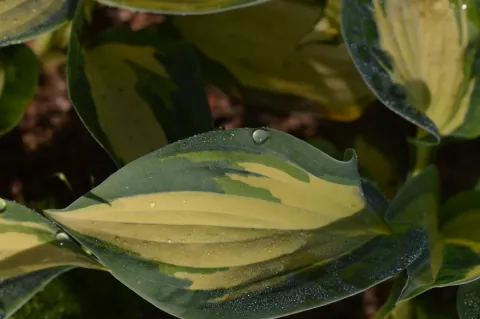 Hosta sieboldiana 'Great Expectations'