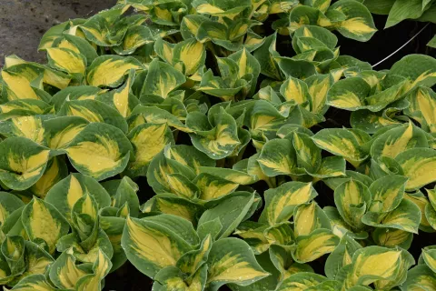 Hosta sieboldiana 'Great Expectations'