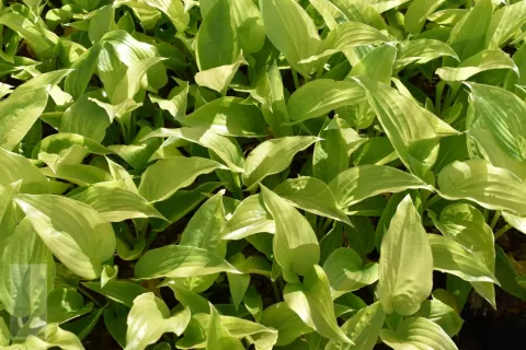 Hosta plant. var. grandiflora