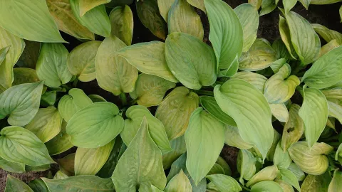 Hosta plant. 'Guacamole'