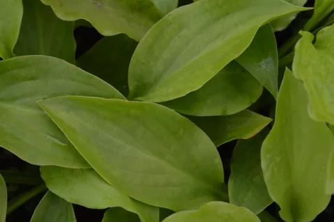 Hosta 'Honeybells'