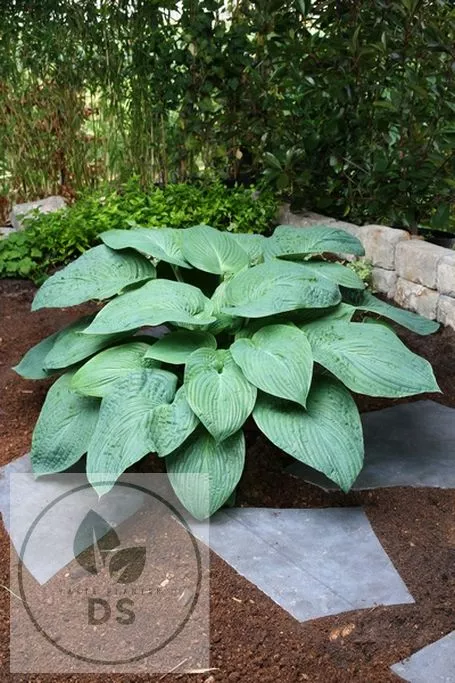 Hosta 'Jurassic Park'