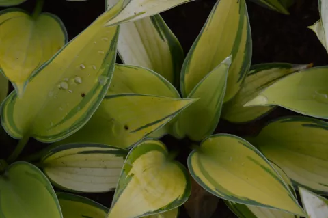 Hosta tardiana 'June'