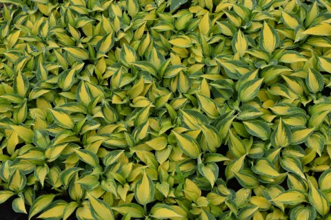 Hosta tardiana 'June'