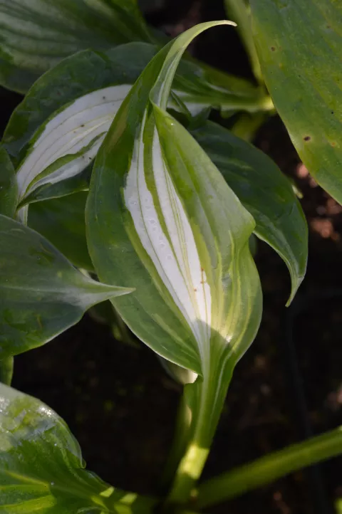 Hosta und. 'Mediovariegata'