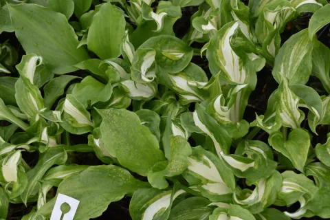 Hosta und. 'Mediovariegata'