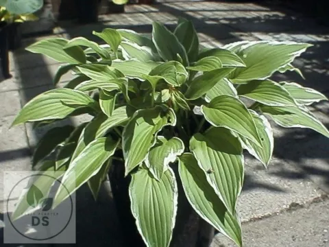 Hosta 'Moerheim'