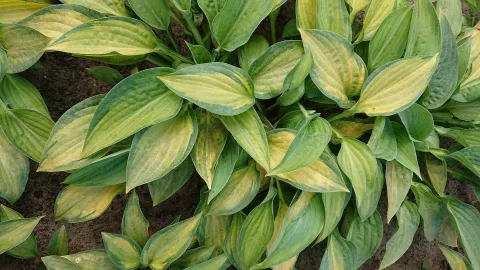 Hosta 'Paul's Glory'