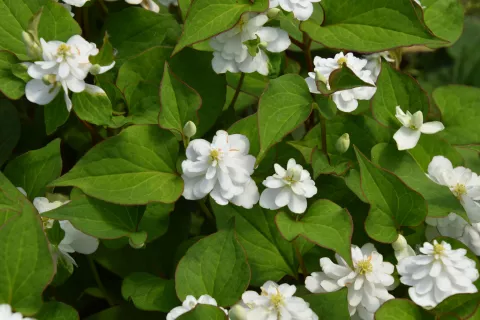 Houttuynia cordata 'Plena'