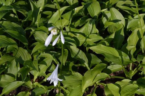 Hosta 'Royal Standard'