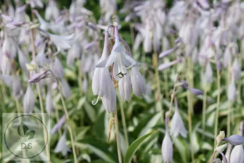 Hosta 'Raspberry Sundae'