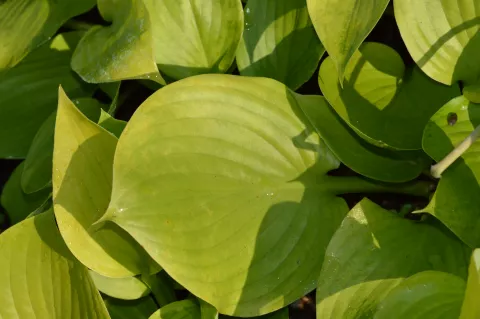 Hosta 'Sum and Substance'