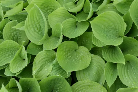 Hosta 'Sum and Substance'