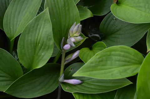 Hosta sieboldiana