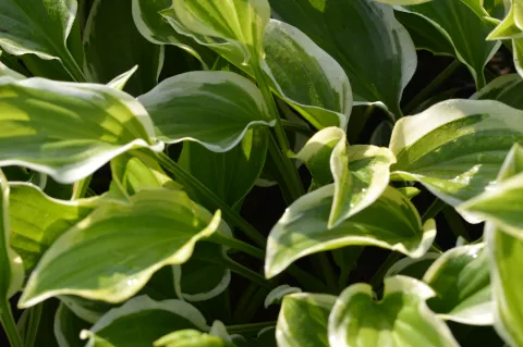 Hosta 'So Sweet'