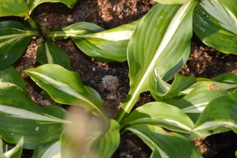 Hosta und. 'Univittata'