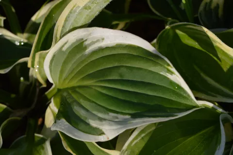 Hosta 'Wide Brim'