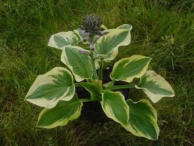 Hosta 'Wide Brim'