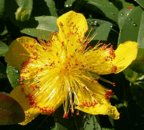 Hypericum calycinum