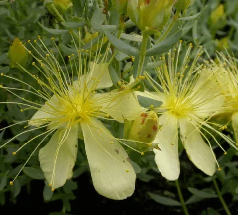 Hypericum olympicum 'Citrinum'