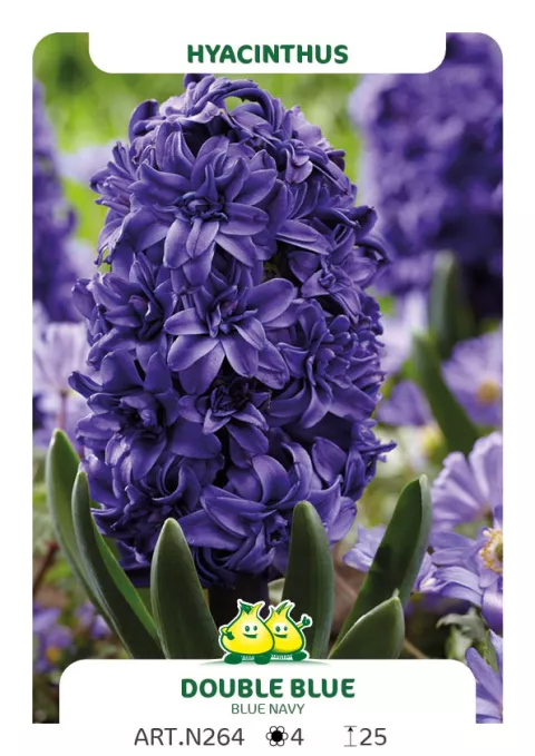 Hyacinthus 'Double Blue Royal Navy'