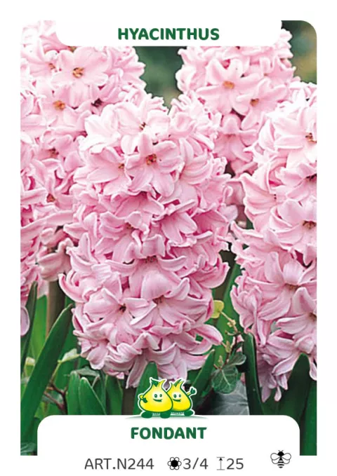 Hyacinthus jac. 'Fondant'