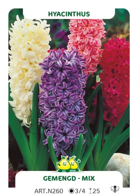 Hyacinthus gemengd