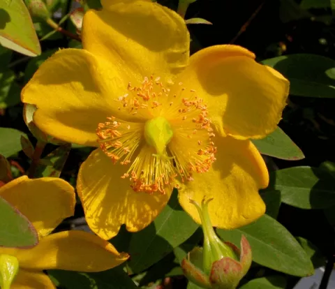 Hypericum hookerianum 'Hidcote'
