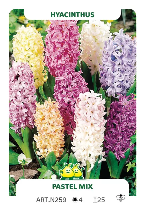 Hyacinthus jac. 'Pastel Mix' (mengsel Sorolla)