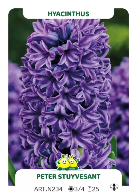Hyacinthus jac. 'Peter Stuyvesant'