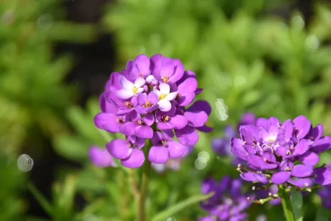 Iberis semp. 'Absolutely Amethyst'