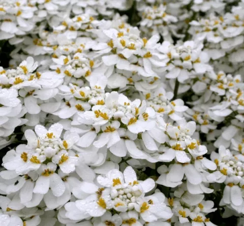 Iberis semp. 'Weisser Zwerg'