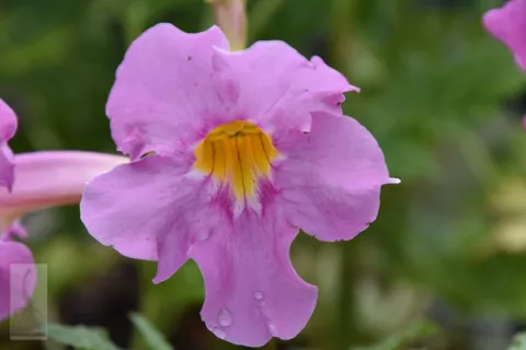 Incarvillea delavayi