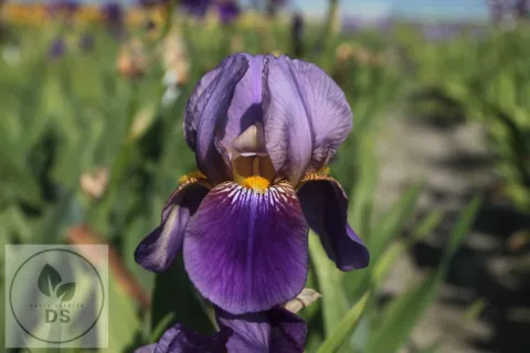 Iris (G) 'Ambassadeur'