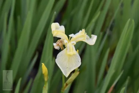 Iris pseudacorus 'Bastardii'
