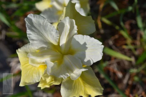 Iris sib. 'Butter and Suggar'