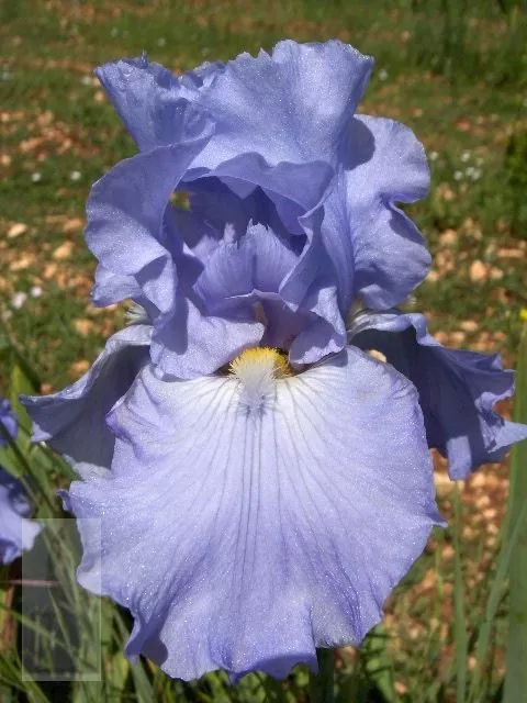 Iris (G) 'Babbeling Brook'